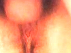 Mature and 2 young cocks 7