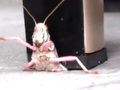 113_irma-lct8-1_1080p