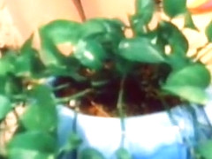 Amazing classic xxx movie from the Golden Epoch