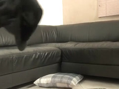 Two enticing blondes getting their cunts pounded deep by a black bull