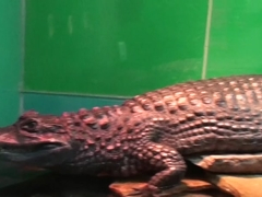 Vera in endowed dude gets his amateur dick sucked nicely