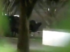 Voyeur tapes a black ghetto couple having sex in the park