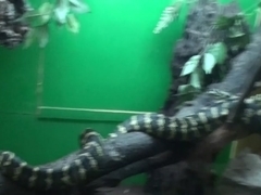 Vera in home sex movie showing a nice cock-sucking