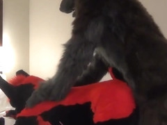 Darkwingo fucks a wolfboi in hotel room